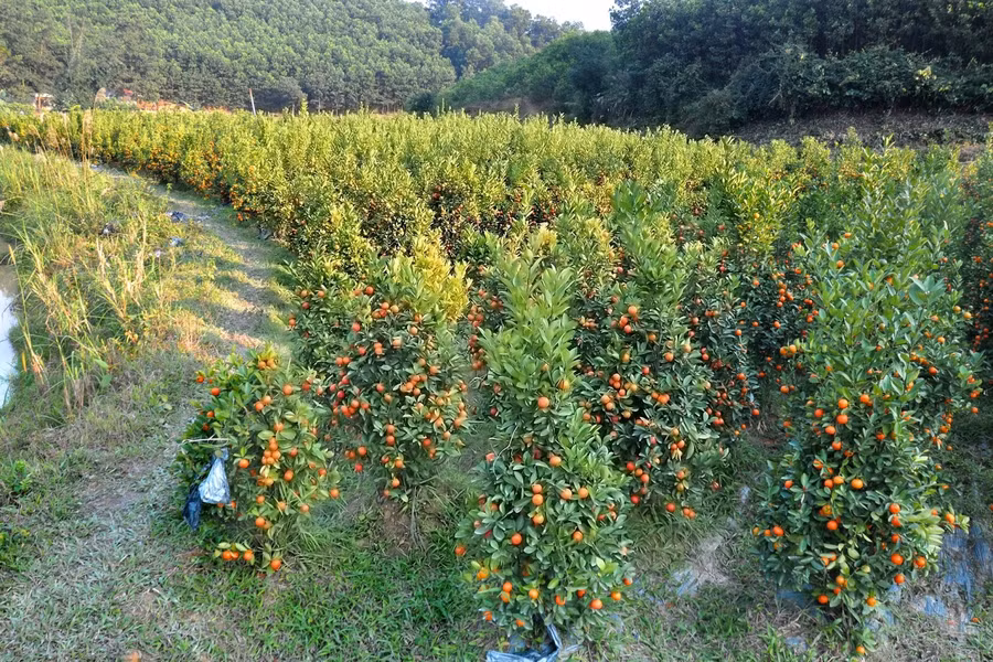 Hà Tĩnh: Mê mẩn vườn quất Tết nơi phố núi