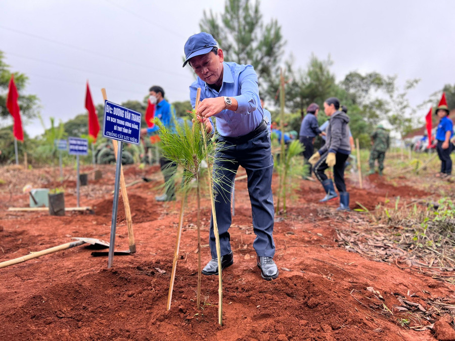 Bí thư Tỉnh uỷ Dương Văn Trang trồng cây thông tại Đèo Măng Đen.