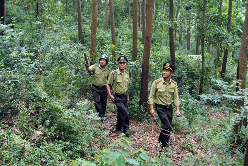 Nhiều đại biểu Quốc hội tán thành lấy tên là Luật Lâm nghiệp