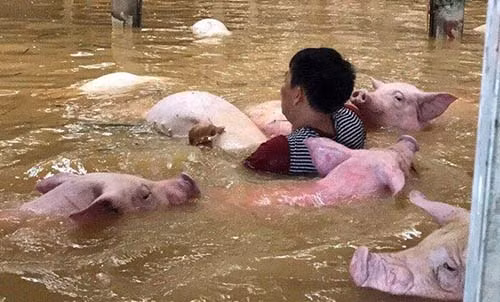 Người đàn ông cố cứu đàn lợn ở Yên Định. Ảnh: T.P.