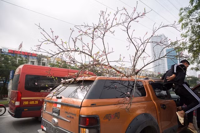 Đào rừng được các thương lái nhập về khoảng ngày mồng 8 tháng chạp.