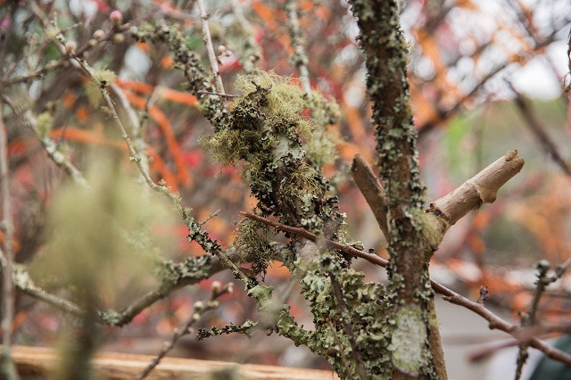 Gốc đào càng nhiều tuổi, càng có giá cao.