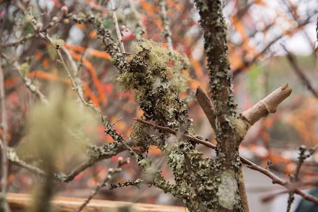 Gốc đào càng nhiều tuổi, càng có giá cao.