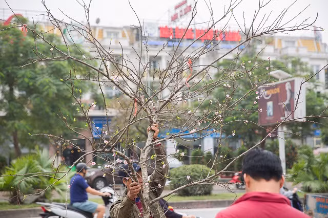 Giá gốc trung tuổi sẽ có giá từ 2- 2,5 triệu đồng, còn những cành bé có giá từ 1- 1,5 triệu đồng.