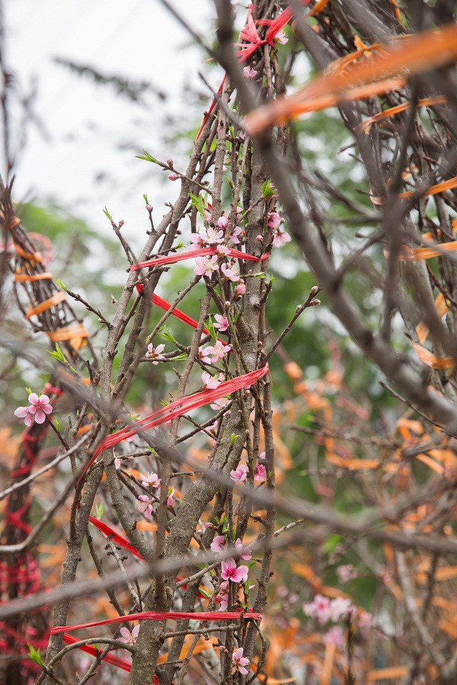 Anh Đoàn - 35 Tuổi ở Huyện Sóc Sơn Hà Nội - người bán đào rừng cho biết đào rừng được lấy về từ Bắc Yên Sơn La.