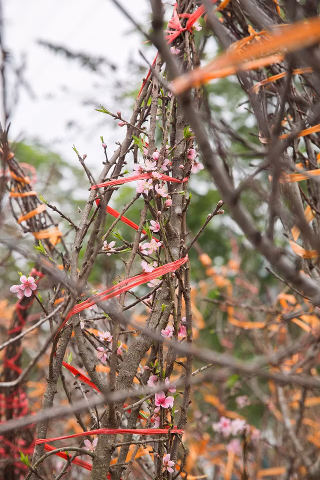 Anh Đoàn - 35 Tuổi ở Huyện Sóc Sơn Hà Nội - người bán đào rừng cho biết đào rừng được lấy về từ Bắc Yên Sơn La.
