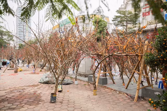 Theo nhiều thương lái cho biết mặc dù an ninh ở đây rất tốt nhưng vẫn phải có người thay nhau ngủ lại để tránh trường hợp bị trộm.