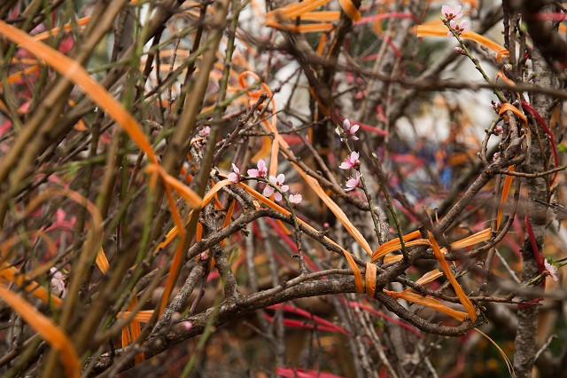 Giá của đào rừng cũng đa dạng, tùy theo độ tuổi của đào và sự lựa chọn của khách hàng. Trung bình, giá một cành đào rừng sẽ từ 1,5 triệu đến 4,5 triệu đồng.