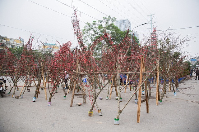 Những không gian rộng bày bán đào rừng.