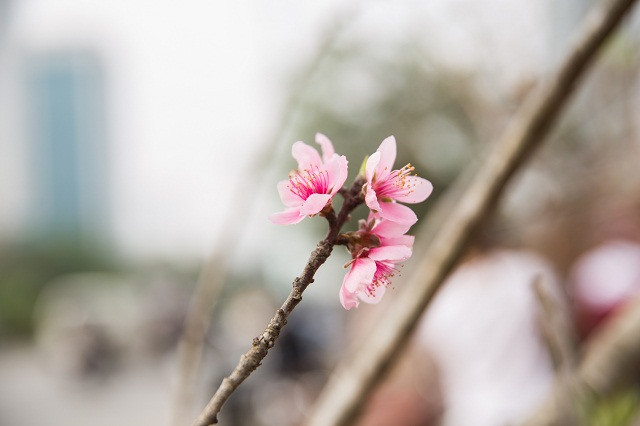 Những cành đào già tuổi có giá lên tới 4 - 6,5 triệu đồng.