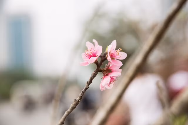 Những cành đào già tuổi có giá lên tới 4 - 6,5 triệu đồng.