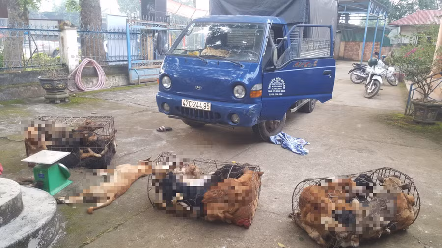 Xe tải của các đối tượng và số chó bạn chúng trộm được (ảnh: CC).