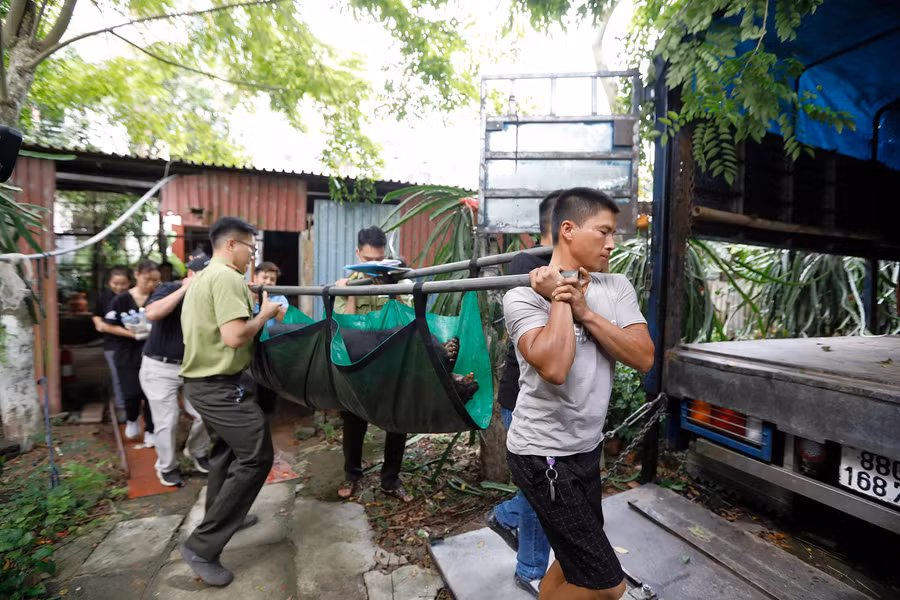 Ngay khi tiếp nhận, gấu ngựa sẽ được khám sức khỏe và di chuyển về Trung tâm.