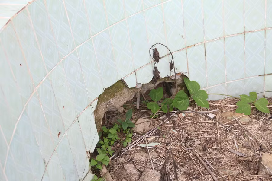 Không những vậy còn bị đập phá, cỏ dại bao phủ.