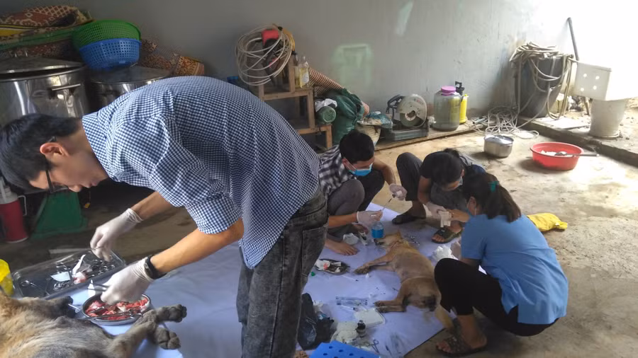 Một số cá thể chó được ACPA chăm sóc. Một số cá thể chó được ACPA chăm sóc.