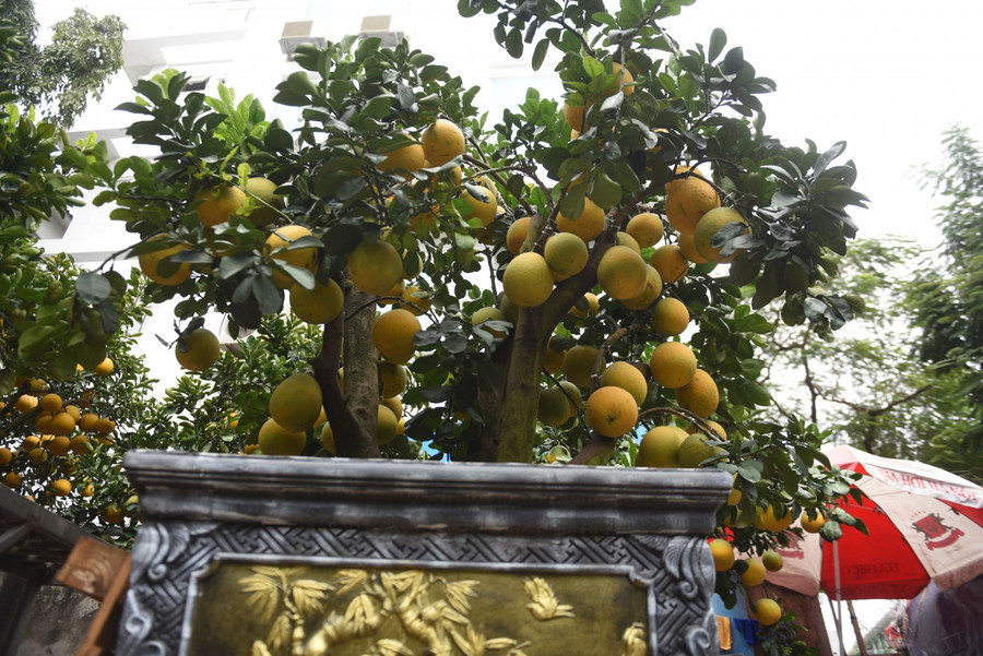 Những cây bưởi cổ thụ rất đa dạng về thế dáng, thường những cây có dáng như Ngũ Phúc, Tam Đa, hay Quần tụ...