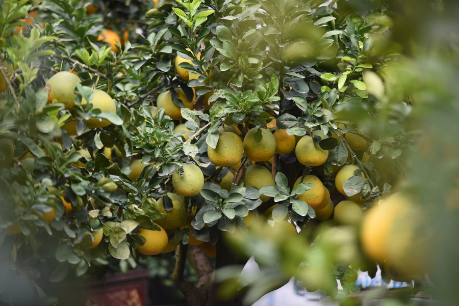 Do bưởi cảnh nên cây phải ghép đến 70%, quả ghép 30%.