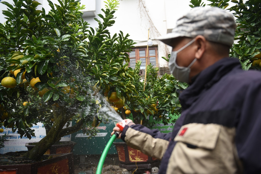 Chủ nhân vườn bưởi cảnh tại đường Lạc Long Quân cho biết:&quot; Cũng như mọi năm, tôi thường mang bưởi cảnh ra phố bán sớm nhất ở Hà Nội với mong muốn phục vụ khách quen và những khách có nhu cầu mua cây về chơi Tết sớm&quot;.