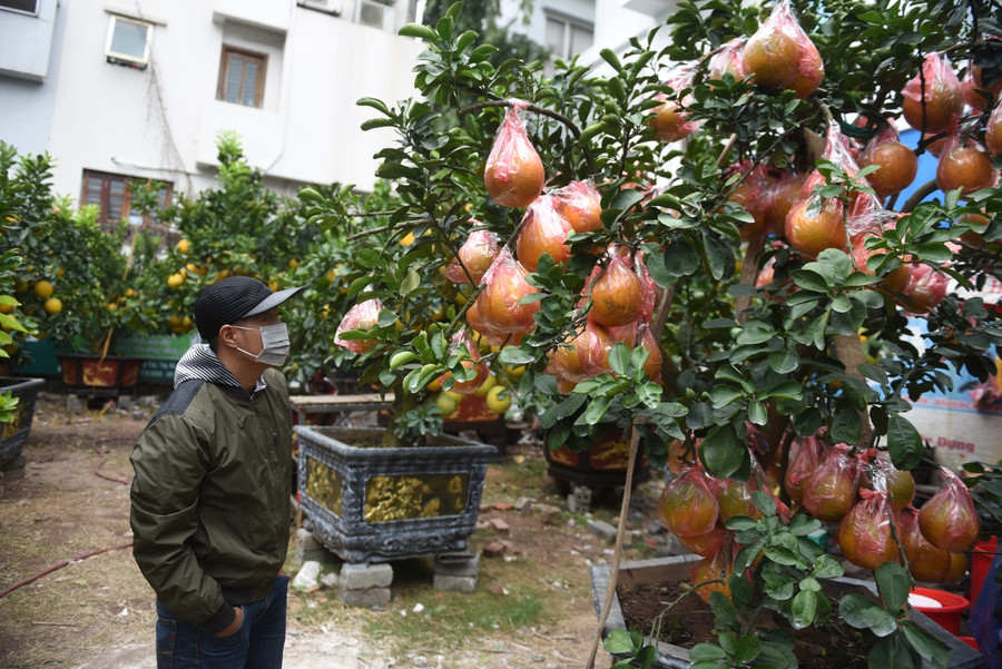 Bưởi cảnh cổ thụ giá hàng chục triệu đồng xuống phố phục vụ người chơi Tết ảnh 2