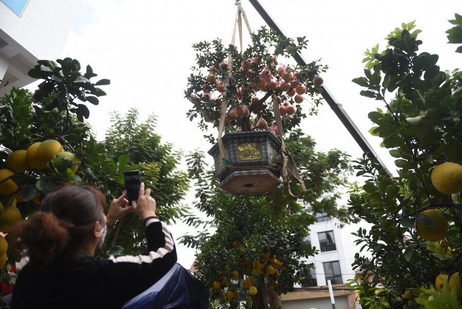 Khoảng một tuần trở lại đây các nhà vườn đã bắt đầu bày bán các loại cây bưởi cảnh cổ thụ để phục vụ nhu cầu chơi Tết sớm của người dân Thủ đô.