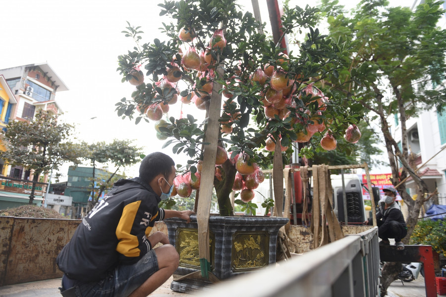 Để cho ra một lứa bưởi cảnh, phải mất từ 3 đến 4 năm với nhiều công đoạn khác nhau.