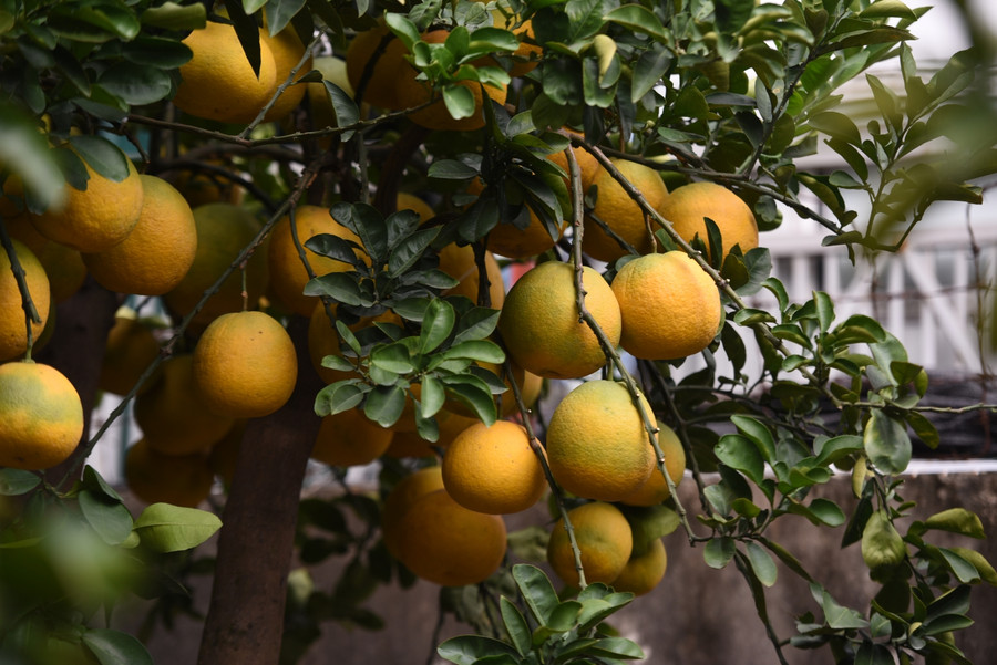 Bưởi cảnh cổ thụ giá hàng chục triệu đồng xuống phố phục vụ người chơi Tết ảnh 6