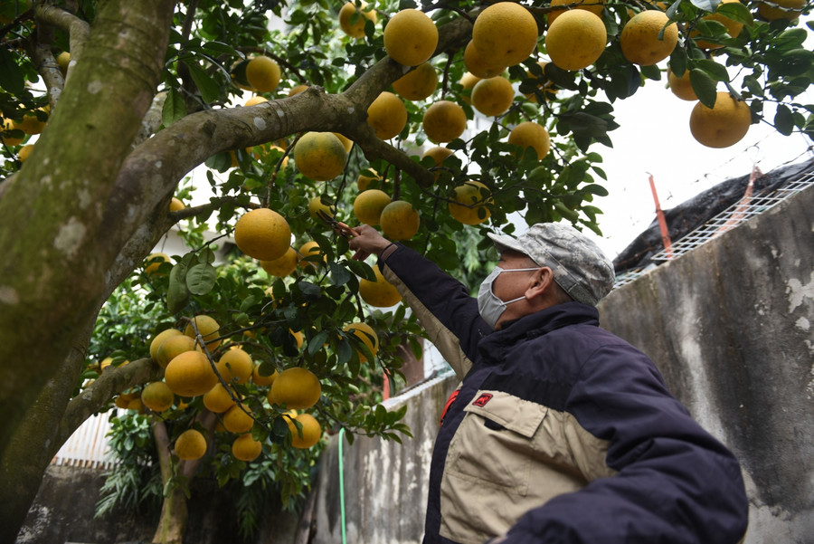 Vì nuôi trong chậu nên người trồng phải tốn rất nhiều công sức khi chăm sóc để tránh cây bị chết rễ. Mỗi cành chiết mất 3 năm để phát triển, cây cứng cáp rồi mới được ghép quả. Mỗi cây thành phẩm phải có ít nhất 3-5 cành chiết, chiết cành xong lại đến công đoạn ghép quả.