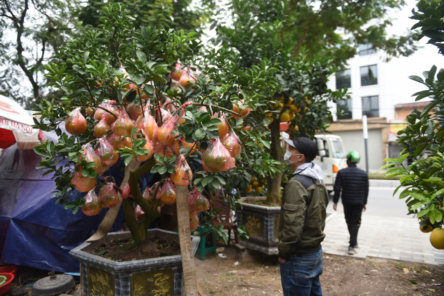 Cũng theo chủ vườn, thời tiết năm nay thuận lợi nên bưởi đẹp hơn năm ngoái. Giá cả dao động từ 10 – 50 triệu đồng/chậu, tùy thuộc vào gốc to hay nhỏ. Những cây to, tuổi đời từ 35-40 năm, trên 100 quả thường có giá 40-50 triệu đồng.