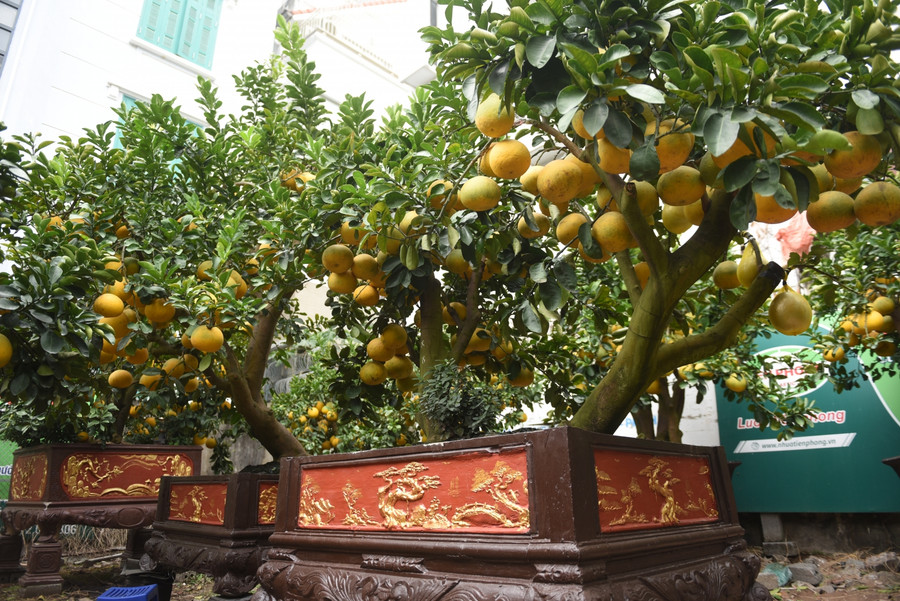 Bưởi cảnh cổ thụ giá hàng chục triệu đồng xuống phố phục vụ người chơi Tết ảnh 4