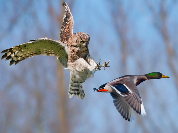 Ảnh đẹp động vật trong tuần ảnh 3 An owl turned violent when a stray duck wandered into its flight path - and chased it aggressively back to its pond. A falconer released the African Owl during a training session but it encountered the duck during its flight. Photographer Devid Camerlynck was shocked to see the owl chase the duck back to a nearby pond in Ypres, Belgium.