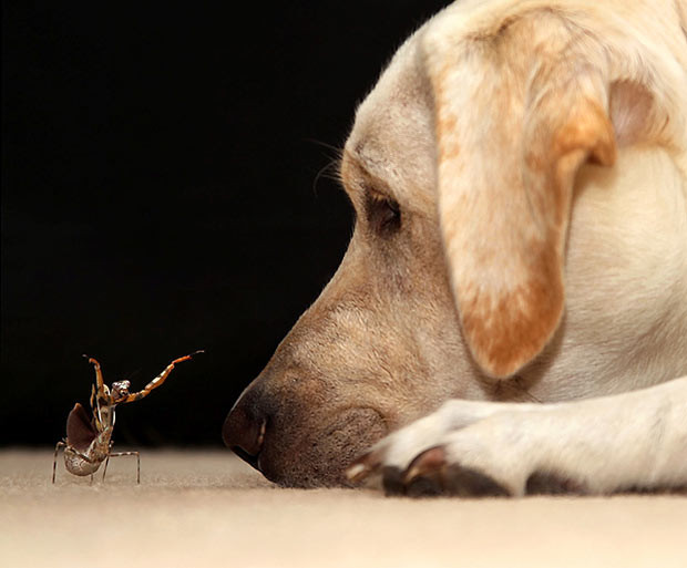 Ảnh đẹp động vật trong tuần ảnh 6 This labrador remains thoroughly unimpressed as a praying mantis performs a dramatic dance right under its nose. The female mantis waved her arms and performed a jig but labrador retriever Winston refused to stir. Photographer Scott Cromwell grabbed his camera to capture the moment his pets had a stand-off on the carpet of his front room in Oklahoma, United States.