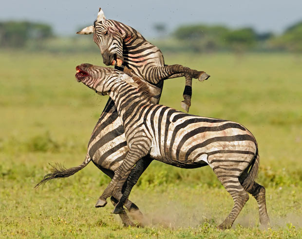 These two zebras were left covered in blood after a vicious battle for supremacy in their herd. The two males, thought to be aged around ten and four years old, had a noisy battle that lasted several hours. Photographer Winfried Wisniewski was in the Ngorongoro Crater, Tanzania, to see the calving of 250,000 wildebeest. But the 62-year-old was stunned to see the zebras kicking and biting each other so violently.