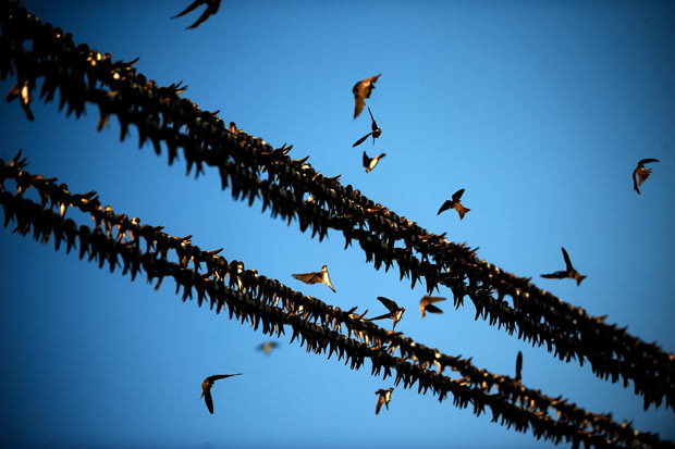 Swallows gather on power lines early in the morning in the village of Ezerec, Bulgaria