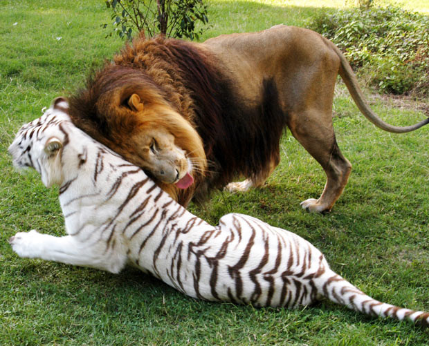 Lion Cameron and white tiger Zabu play together at the Big Cat Rescue in Tampa, Florida. A meeting between the two predators would have been impossible in the wild as they hail from different continents. The feline duo - aptly nicknamed The Odd Couple by their caretakers at Big Cat Rescue in Florida - were rescued from a roadside zoo around eight years ago. 