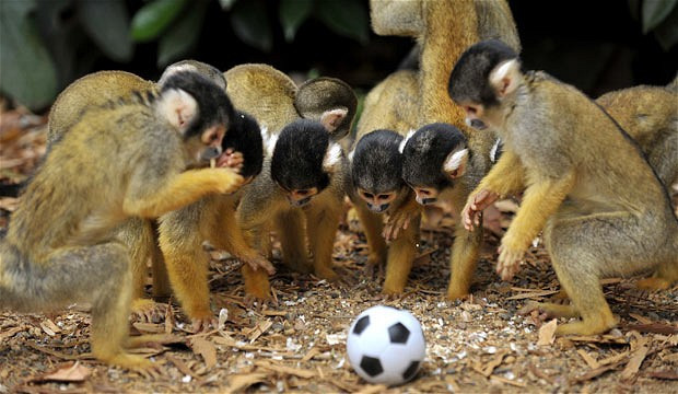 Bolivian squirrel monkeys gather around a toy football at London Zoo. The zoo has a total of 22 squirrel monkeys, with one adult male 