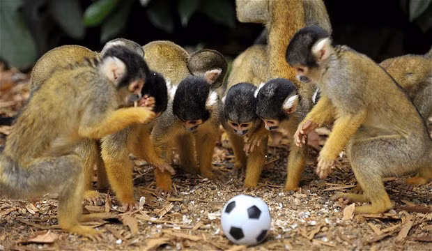 Ảnh đẹp động vật trong tuần ảnh 5 Bolivian squirrel monkeys gather around a toy football at London Zoo. The zoo has a total of 22 squirrel monkeys, with one adult male