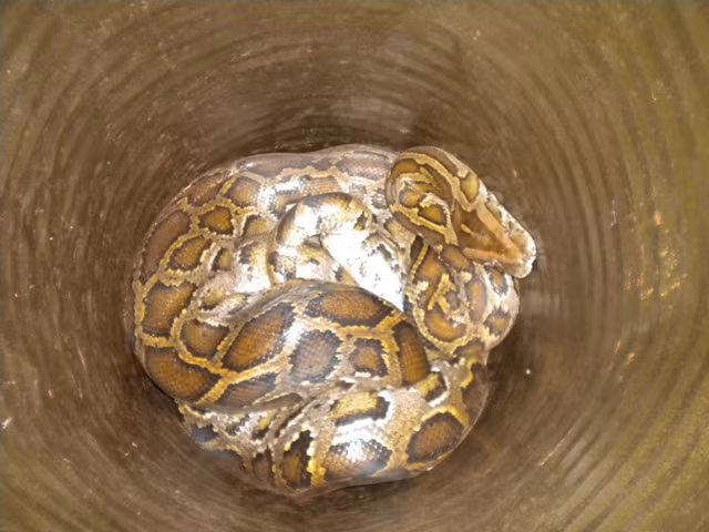 Bắt được trăn gấm "khủng"