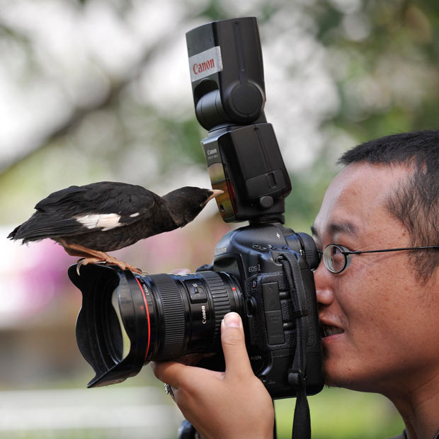 Pet bird Xiao Nuo pecks at the flash while perched on the lens of a camera during an interview by local media with its owner in Kunming, Yunnan province, China. The bird is attracted to cameras and will approach and investigate any cameras it sees, according to the owner. 