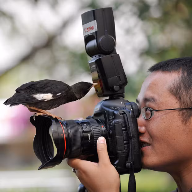 Ảnh đẹp động vật trong tuần ảnh 4 Pet bird Xiao Nuo pecks at the flash while perched on the lens of a camera during an interview by local media with its owner in Kunming, Yunnan province, China. The bird is attracted to cameras and will approach and investigate any cameras it sees, according to the owner.