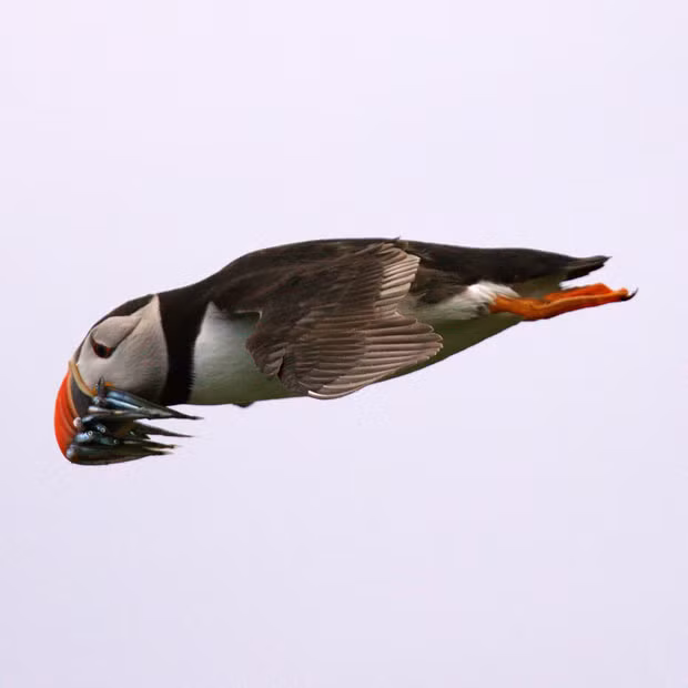 Ảnh đẹp động vật trong tuần ảnh 3 A streamlined puffin looks like a feathered missile as it soars through the air. The hard-working bird had just picked up a mouthful of sand eels and was hurrying back to feed its hungry babies. The sight was captured on camera by photographer Keith Cochrane in the Farne Islands, off the coast of Northumberland.