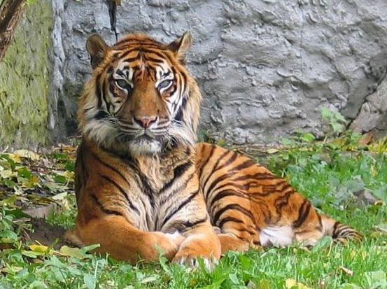 Hổ - động vật quí hiếm đang có nguy cơ tuyệt chủng