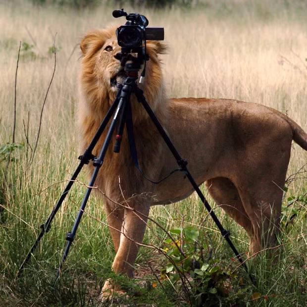 A lion decides he
