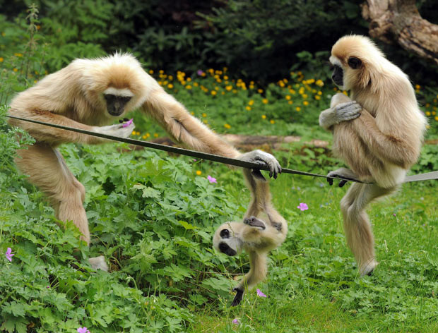 Ảnh đẹp động vật trong tuần ảnh 5 Lar gibbons, mum Meo (left) and dad Huggy, play in the sunshine with their eight-month-old youngster, Luna, at Dudley Zoological Gardens.