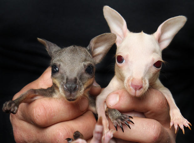 Ảnh đẹp động vật trong tuần ảnh 7 Salt and Pepper are a very unusual pair of twin wallaby joeys - with Pepper being born the usual colour and Salt being born albino. The mismatched duo is currently being cared for at Chris Humfrey