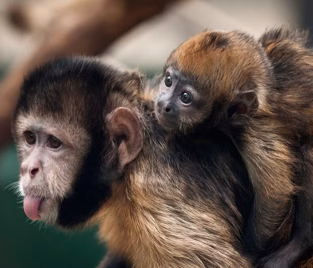 New-born golden-bellied capuchin named Pinu