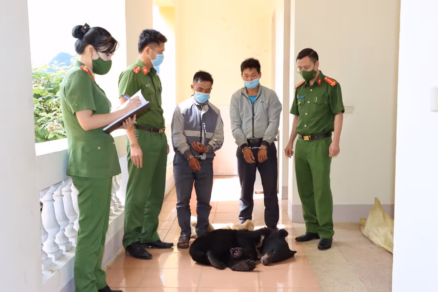 Hai đối tượng bị bắt giữ cùng tang vật là một cá thể gấu ngựa đã chết. Ảnh: Công an Lai Châu.