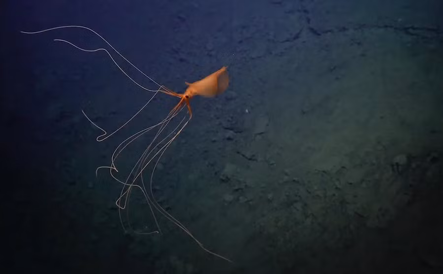 Đoạn phim đã ghi lại hình ảnh đáng kinh ngạc của một con mực vây lớn cực kỳ hiếm ở độ sâu của Đại Tây Dương. Chúng có vẻ ngoài giống người ngoài hành tinh với những xúc tu dài kỳ dị.