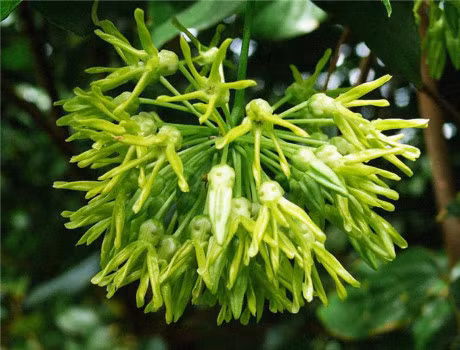 6 bai thuoc tri benh tu hoa thien ly - Anh 1