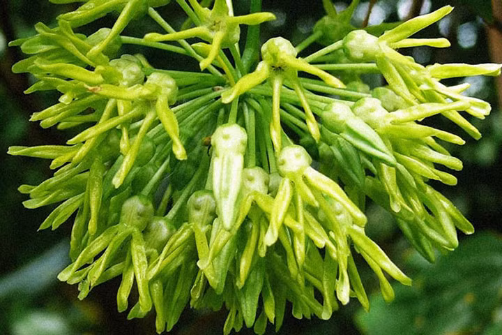 6 bài thuốc trị bệnh từ hoa thiên lý