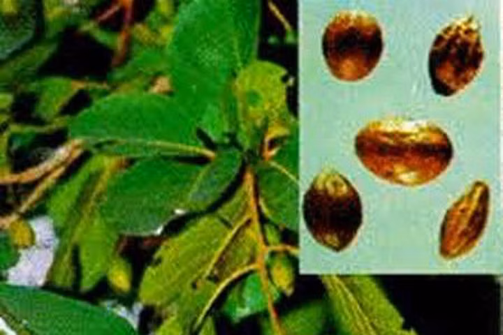 9 bài thuốc chữa khàn tiếng